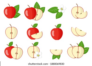 Set of illustrations with Red apple exotic fruits, flowers and leaves isolated on a white background. Isolated vector icons set.