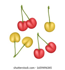 Set of illustrations of red and yellow ripe cherries with stem isolated on a white background. Vector illustration in cartoon style