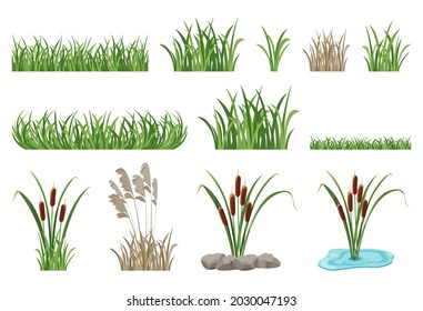 Set of illustrations of reeds, cattails, seamless grass elements. Vector collection of marsh vegetation, green lawn.