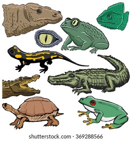 set of illustrations of reptiles, with crocodile, lizard, turtle