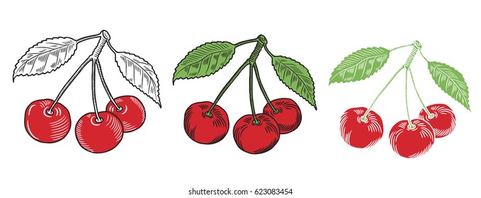 set of illustrations of a ripe cherry or cherry for packing or logo