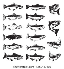 Set of Illustrations of salmon fish in engraving style. Design element for logo, label, sign, emblem, poster. Vector illustration