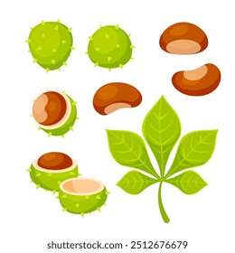 Set of illustrations showing different parts of a horse chestnut, including its spiky shell, the seed and the leaf