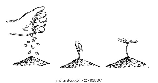 Set of illustrations with sketch plant growth phases. Image for banners, websites, designs. The hand sows plant seeds. Hand drawn