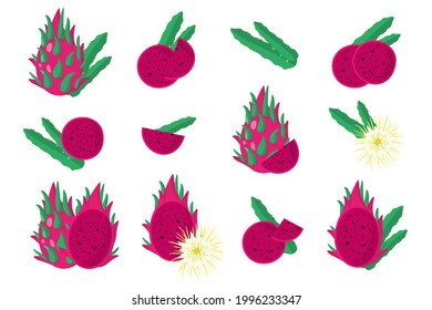 Conjunto de ilustraciones con frutas exóticas dulces rojas de Pitaya, flores y hojas aisladas en un fondo blanco.