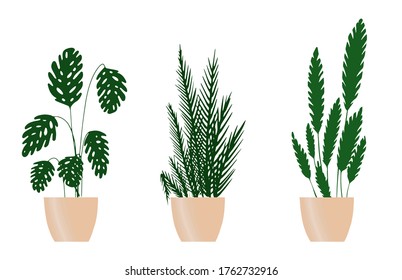 
conjunto de ilustraciones con plantas domésticas altas. Monstera y palmeras con hojas grandes en macetas. La vegetación en el apartamento y la casa. 
elementos interiores