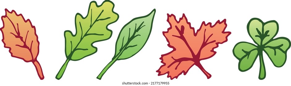 A set of illustrations of tree leaves with an outline. Oak, maple, linden and birch leaves, clover, eps ready for use. For your design