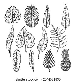 Set of illustrations of tropical leaves. Design element for poster, emblem, banner, sign, t shirt. Vector illustration