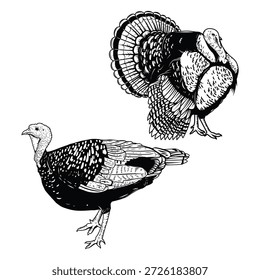Illustrationen von Truthahn im Gravierstil. Türkische Vogelillustrationen. Gestaltungselemente für Logo, Emblem, Schild. Vektorgrafik