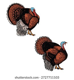 Illustrationen von Truthahn im Gravierstil. Türkische Vogelillustrationen. Gestaltungselemente für Logo, Emblem, Schild. Vektorgrafik