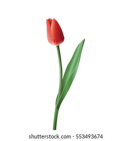 A set of illustrations for website - vector icons flowers. Element 4 red tulip flower leaf bud petal blossom stem gift garden bouquet plant bloom