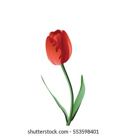 A set of illustrations for website - vector icons flowers. Element 8 tulip red flower bud petals leaves blossom stem gift garden bouquet plant