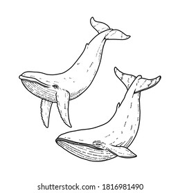 Conjunto de ilustraciones de ballena con estilo de grabado. Elemento de diseño para logotipo, emblema, signo, afiche, tarjeta, pancarta. Ilustración del vector