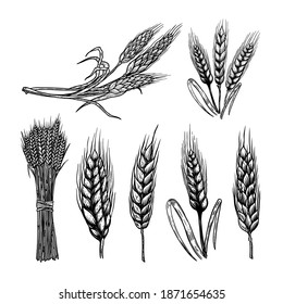 Set of illustrations of wheat spikelets in engraving style. Design element for poster, card, banner, sign. Vector illustration