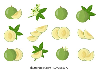 Set of illustrations with White sapote exotic fruits, flowers and leaves isolated on a white background.
