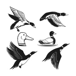 Set Of Illustrations Of Wild Duck. Duck In Flight, Duck Swimming On Water. Design Element For Logo, Label, Sign, Poster, Card, Banner. Vector Illustration