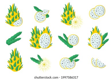 Set of illustrations with Yellow pitaya exotic fruits, flowers and leaves isolated on a white background.