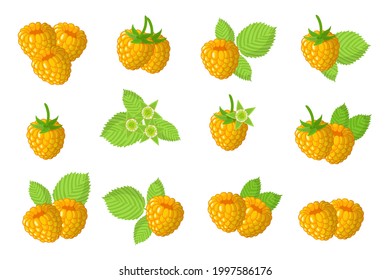 Set of illustrations with Yellow raspberry exotic fruits, flowers and leaves isolated on a white background.