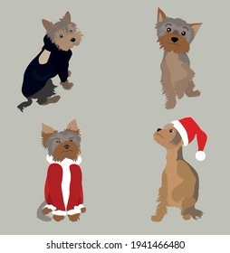 Conjunto de ilustraciones de Yorkshire Terrier con diferentes ropas hechas en estilo plano.