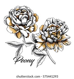 Set with image gold Peony flowers on a white background. Vector illustration.