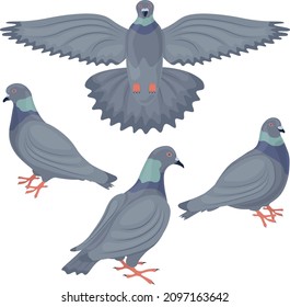 A set with the image of pigeons. Pigeons depicted from different angles. Collection of urban birds. Vector illustration on a white background