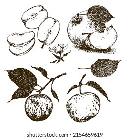 Set of images of apples, hand drawn on a white background.. Vintage. Lines have the effect of aging. Vector. EPS10