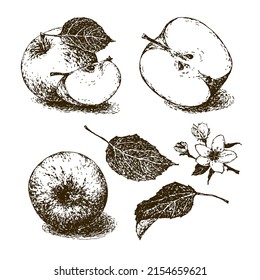 Conjunto de imágenes de manzanas, dibujadas a mano sobre un fondo blanco. Vintage. Las líneas tienen el efecto de envejecer. Vector. EPS10