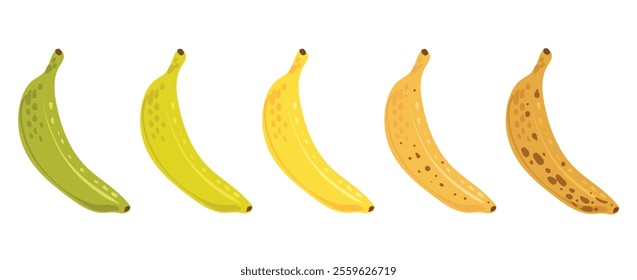 Set of images of banana peels in different stages of ripeness. Evolutionary progress of banana. Isolated Vector icon illustration. Ripe tropical fruit.