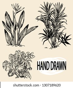 
A set of images of botanical illustrations. Plants, freehand drawing with mascara. Strelitzia, palm tree, monstera. Exotic plants.