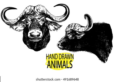 
Set of images of a buffalo head. Figures from the hand of ink. Figures in vintage style. Animals of Africa.