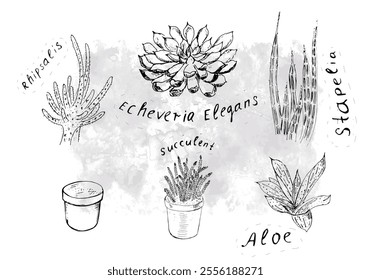 Um conjunto de imagens de cactos. Um desenho à mão à tinta.