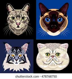 Set of images of cats of different breeds