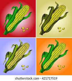 Set of images of the cob and corn on a colored background. Corn, Maize or Zea mays, vintage engraving.