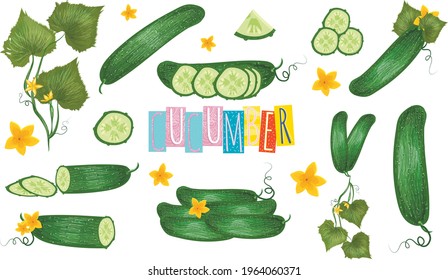 set of images of cucumbers isolated on white background