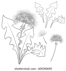 Set of images with a dandelion. Isolated vector black and white objects on white background.
