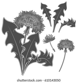 Set of images with a dandelion. Isolated vector black and white objects on white background.