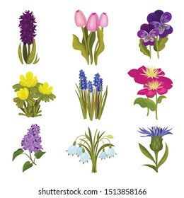 Set of images of different spring flowers. Vector illustration on a white background.