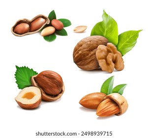 A set of images of different types of nuts on a white background. Vector illustration