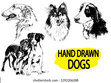 
Set of images with dogs. Dog breeds. Collie, greyhound, Senenhund. Drawing by hand, drawing pen.