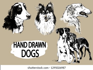 
Set of images with dogs. Dog breeds. Collie, greyhound, Senenhund. Drawing by hand, drawing pen.