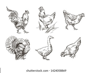 A set of images of domestic birds. Rooster, turkey, hens and goose. Sketch graphics.