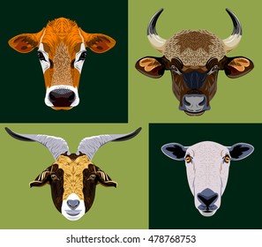 Set of images of domestic cattle - a bull, a cow, a goat, a sheep