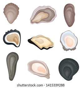 Set Of Images Of Fresh Oysters In Shells. Vector Illustration On White Background.