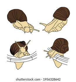 A set of images of a grape snail in different poses. Linear drawing of a crawling slug