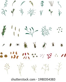 A set of images of grass and insects of the forest.