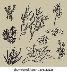 A set of images in a hand-drawn style. Flowers, plants and succulents. Would fit as flat black and white illustrations.