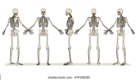 2,942 Human Skeleton Diagram Vector Images, Stock Photos & Vectors ...