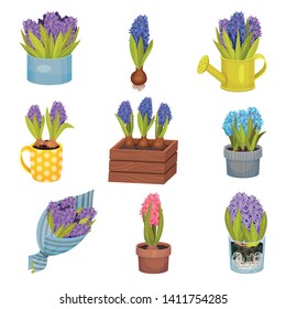 Set of images of hyacinth. Vector illustration on white background.