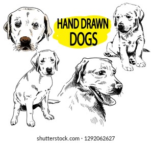 Set of images of labrador. Dog breeds. Puppies, adult dogs. Freehand drawing, vintage image. Figure pen.