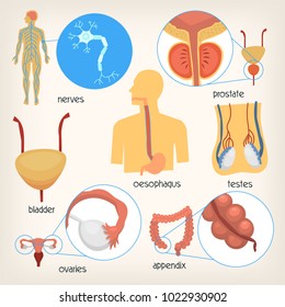 Human Body Parts and Names Images, Stock Photos & Vectors | Shutterstock